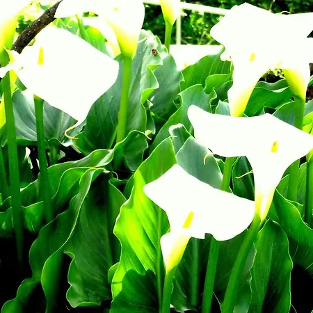 My - Vina  - Ter * Monchique