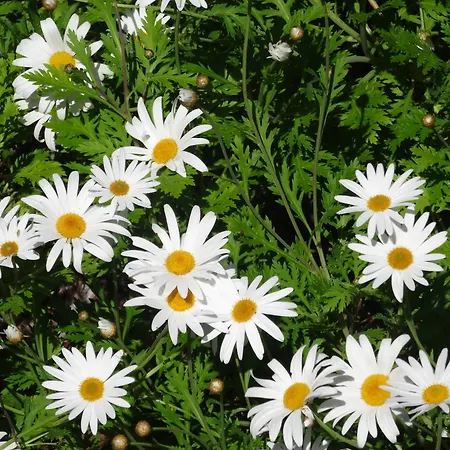 منزل ريفي My - Vina - Ter *